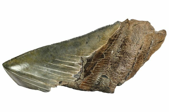 Partial Fossil Megalodon Tooth - Serrated Blade #106943